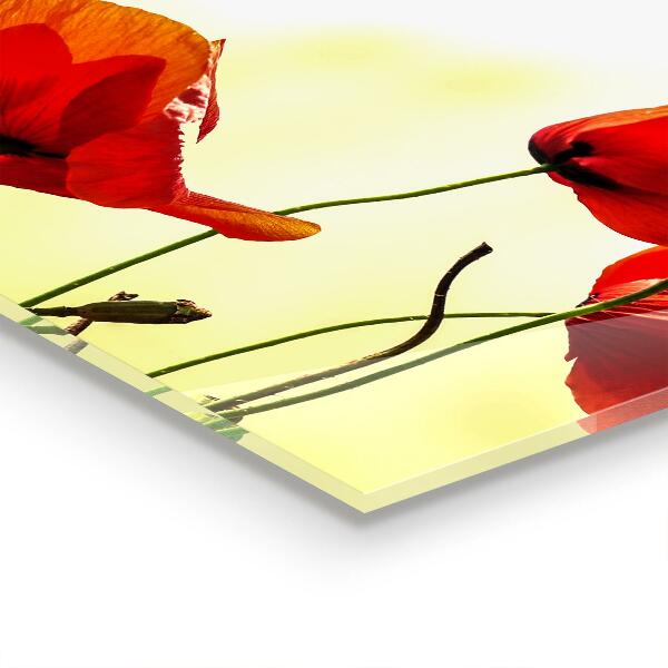 Paneles de pared Prado de campo con amapolas rojas