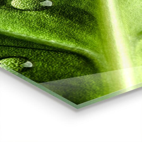 Paneles de pared Hoja con gotas de rocío de la mañana