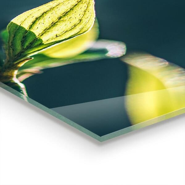 Paneles de pared Hoja brillante en rama