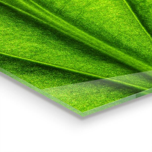 Paneles de pared Detalles de la hoja verde