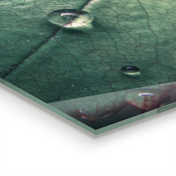 Paneles de pared Hoja con una gota de rocío