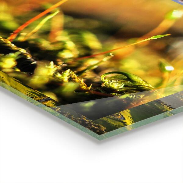 Paneles de vidrio para la cocina Detalles del musgo del bosque