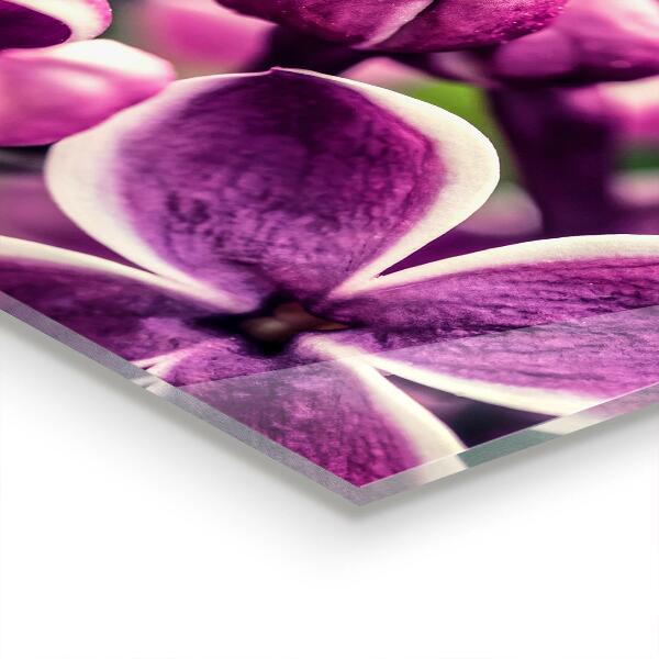 Paneles de vidrio para la cocina Belleza natural de los lirios rosados