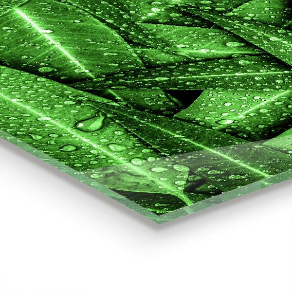 Paneles de vidrio para la cocina Hojas verdes después de la lluvia