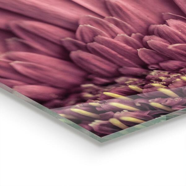 Paneles de vidrio para la cocina Flor margaretka gerbera