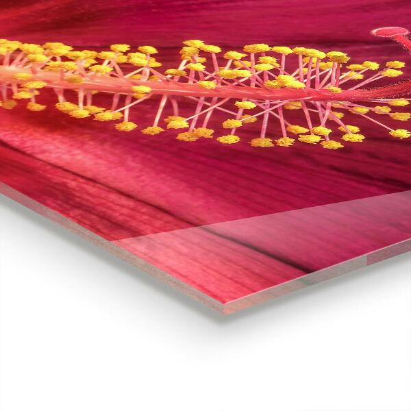 Paneles de vidrio para la cocina Hibisco rosa