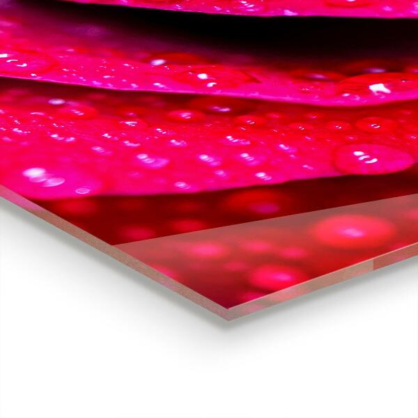 Paneles de vidrio para la cocina Rosa símbolo del amor