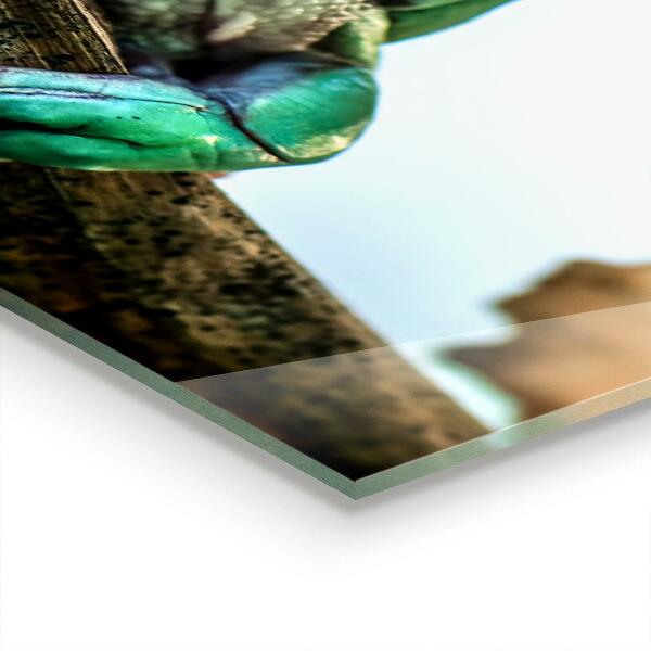 Paneles de pared Rana curiosa sobre una hoja