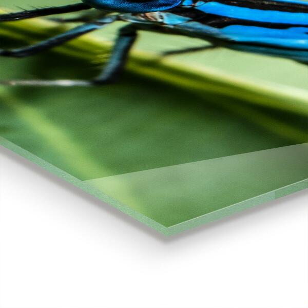 Paneles de pared Libélula en la hoja