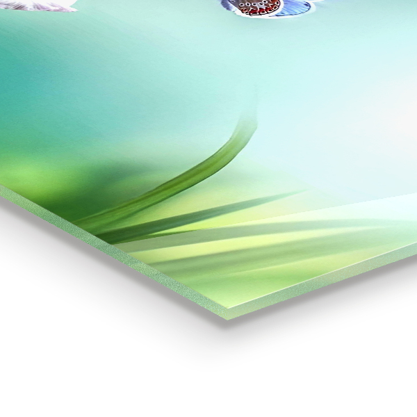 Paneles de vidrio para la cocina Flor de mariposa de prado de verano