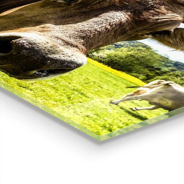 Paneles de pared Clima rural krowa pole