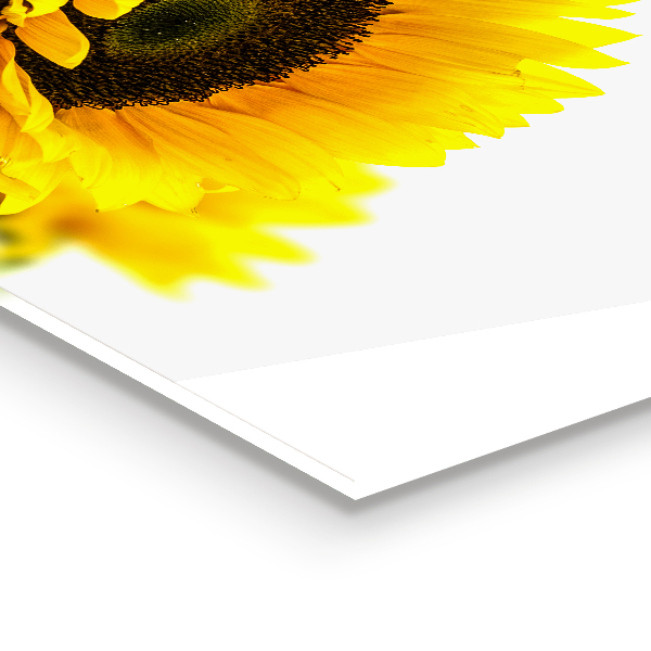 Paneles de vidrio para la cocina Ramo de girasoles de verano