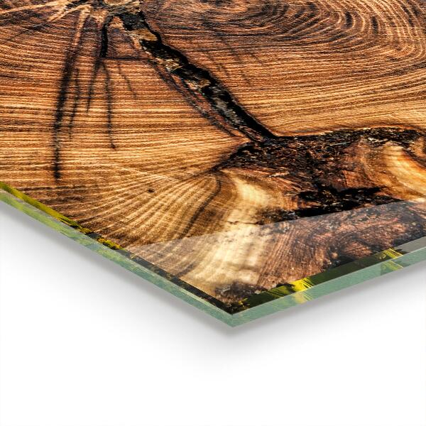 Paneles de vidrio para la cocina Textura del tronco