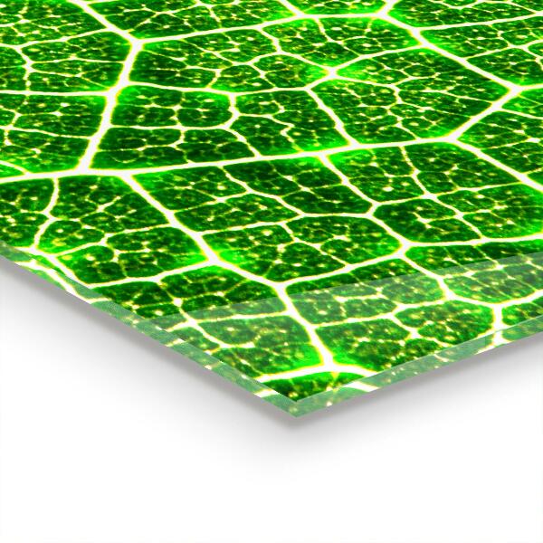 Paneles de vidrio para la cocina El poder de la botánica verde